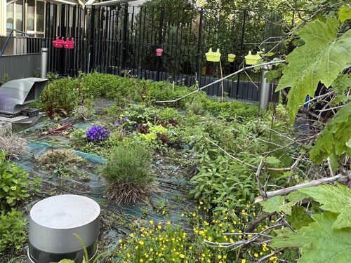 A la découverte de l’ilot de verdure d’Ilot Bulles